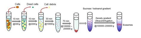 【收藏】外泌体提取方法汇总 技术前沿 资讯 生物在线