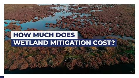 How Much Does Wetland Mitigation Cost What Is Perc Youtube