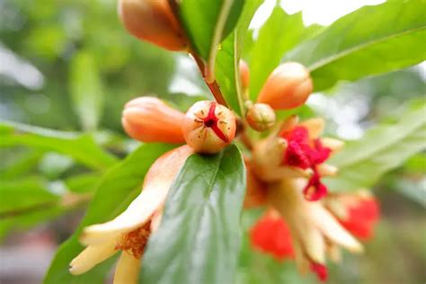 Perfect Timing When Does A Pomegranate Tree Bloom And Fruit The