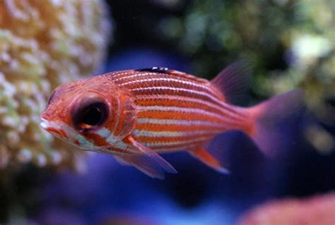 Candy Cane Squirrelfish Sargocentron Sp Saltwater Fish For Sale