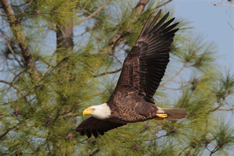 Beak of the Week – Bald Eagle – Houston AuduBlog