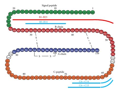 Primary Structure Of Insulin