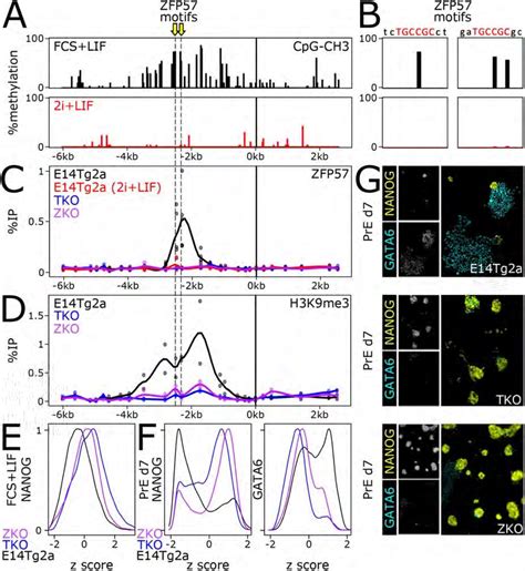 Dna Methylation And Zfp Binding Drive H K Me Enrichment At Nanog