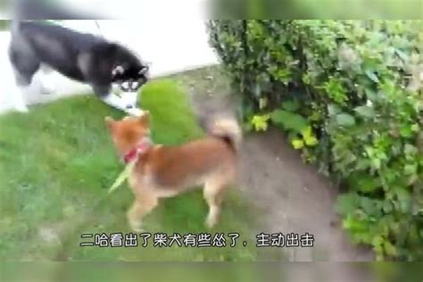 二哈遇见柴犬：一个吵架从没输过，一个表面凶，场面一度失控柴犬表面场面