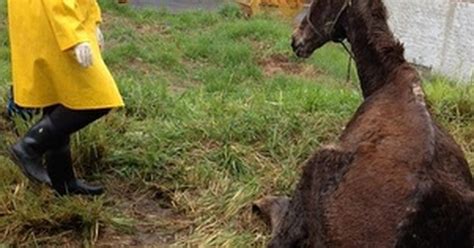 G1 Cavalo vítima de maus tratos é deixado em terreno de Piracicaba