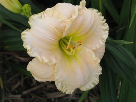 Daylily Hemerocallis Magic Lace In The Daylilies Database