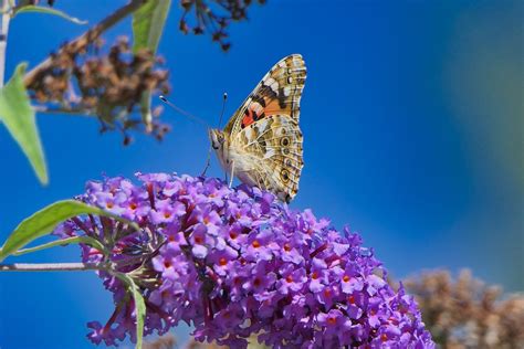 Kelebek Vanessa Cardui Yaz Pixabay de ücretsiz fotoğraf