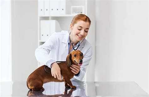 Nefrologia E Urologia Veterinaria Unicpet