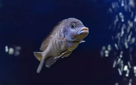 Blue Dolphin Cichlid Care: Complete Guide for Beginners - AquariumNexus