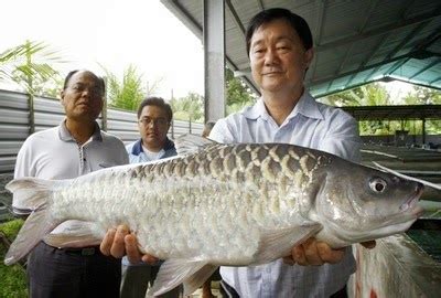 Ikan Empurau Sarawak Termahal Di Malaysia | Myrodreel