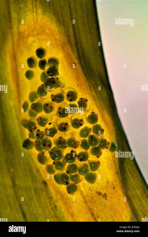 Red Eyed Tree Frog Agalychnis Callidryas Eggs Stock Photo Alamy