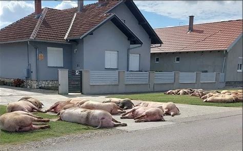 Hrvatska Le Ine Pobijenih Svinja Le E Na Ulici U Slavoniji