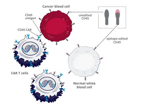 One CAR T-Cell Therapy for Blood Cancers? - NCI