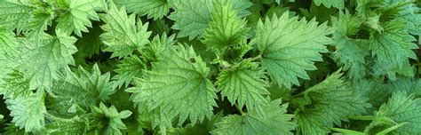 green acre    weeds   bird