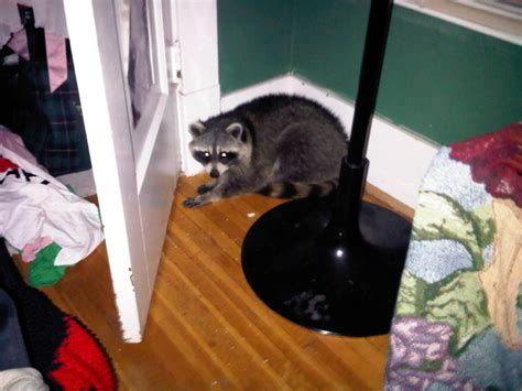 Do Wild Animals Come Through Doggie Doors