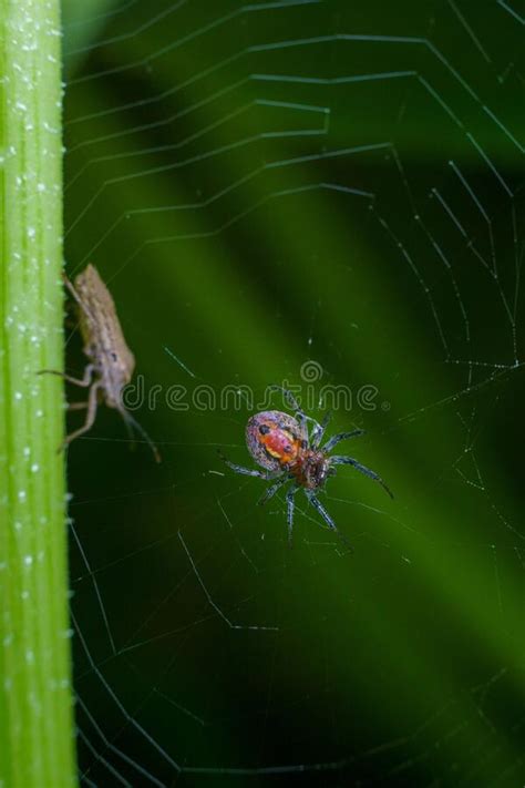 Imagem De Fecho Vertical De Uma Aranha Alpaida Versicolor Numa Teia