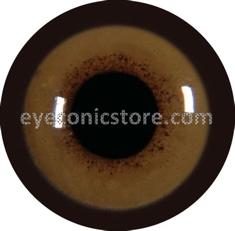 Red-tailed Hawk Adult Eye | Eyeconic Store