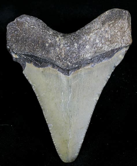 Bargain 263 Bone Valley Megalodon Tooth 21577 For Sale