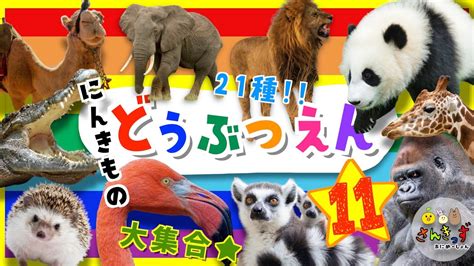 【子供向け どうぶつアニメ】動物園へ行こう！part11どうぶつえんで人気の動物が21種類も大集合！ライオン ゾウ パンダ｜動く動物図鑑で