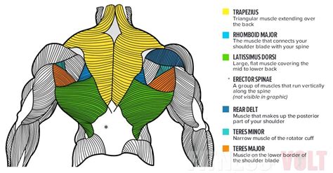 Upper Back Muscles Exercises