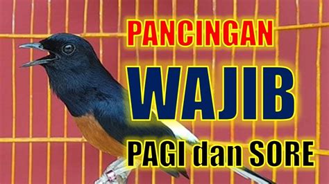 Pancingan PAGI HARI 100 EFEKTIF Bikin GACOR Dengan Suara Murai Batu