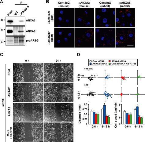 Cell Surface Annexins Regulate ADAM Mediated Ectodomain Shedding Of