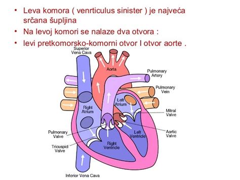 Anatomija Srca