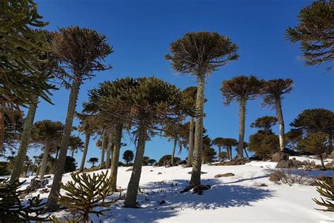 En fotos subir al volcán Copahue en moto de nieve una experiencia