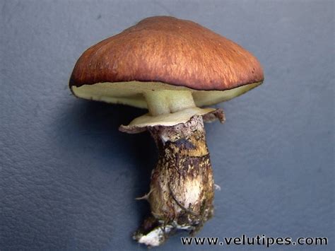 Suillus luteus, voitatti @ Natural Fungi in Finland