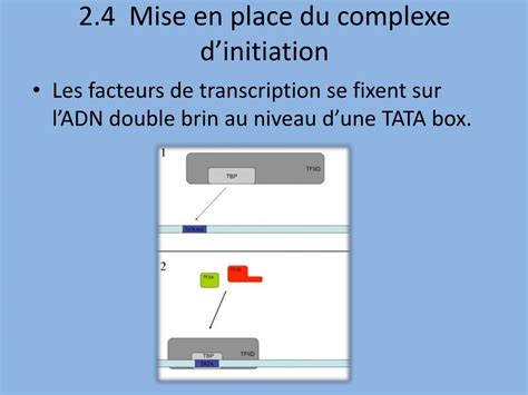 CHAPITRE 1 Introduction la biologie cellulaire Poly Prépas