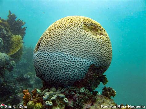 O Parque Nacional Marinho Dos Abrolhos Reabriu Para Visitantes