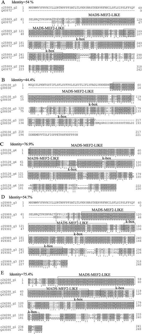 Sequence Alignment Between Five Mads Box Proteins And Their Homologues