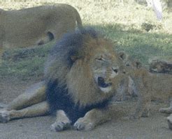 Lion Cubs GIFs - Find & Share on GIPHY