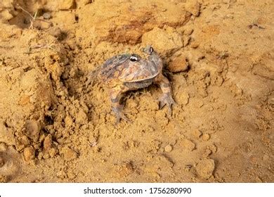 516 Argentine Wide Mouthed Frogs Images Stock Photos 3D Objects