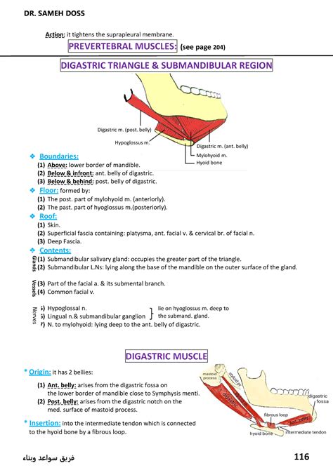 Digastric Muscle Head And Neck Anatomy Atlas Included Action