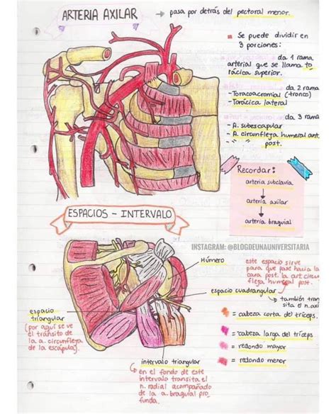 Arteria Axilar Anatomia Y Fisiologia Humana Anatomia Y Fisiologia