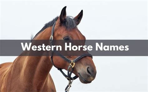 Andalusian Horse Names - Ultimate List of 71+ Ideas - Equine Desire