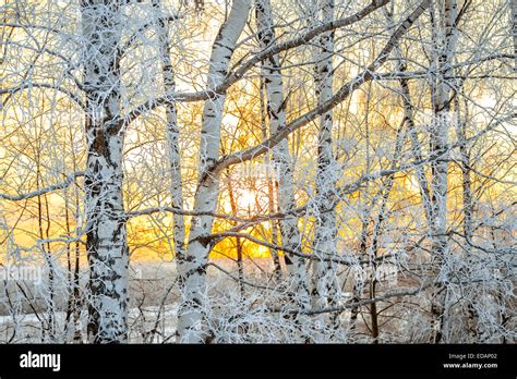 The Winter Landscape With A Sunset In The Forest The Sun Shines