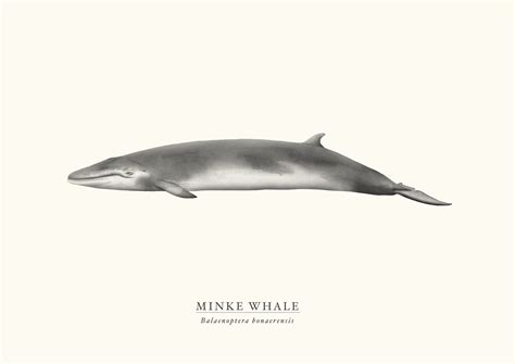 Minke Whale