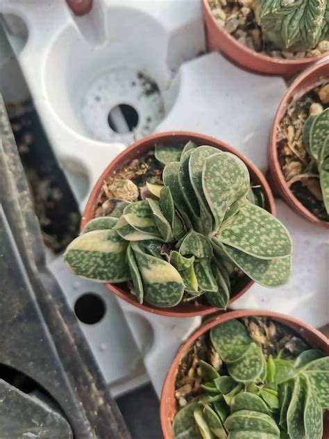 Gasteria Verrucosa Variegata Siracactus Produzione