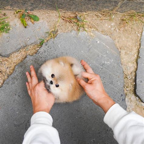 Bella - Tiny Female Pomeranian | Mini Teacup Puppies