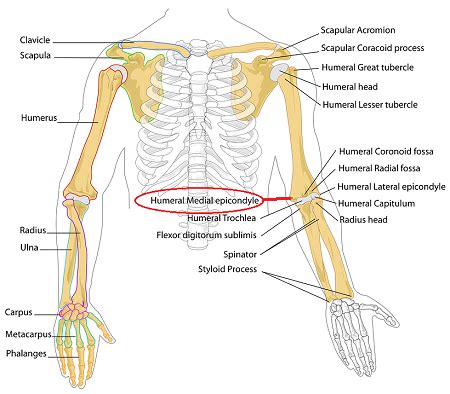 Pronator Teres Muscle Overview Function Study