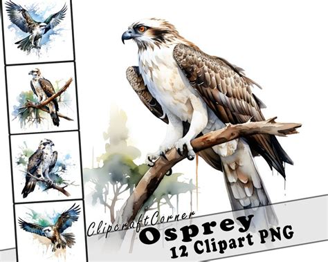 12 Osprey Clipart PNG Art Bundle Watercolor Bird Clipart PNG Artwork