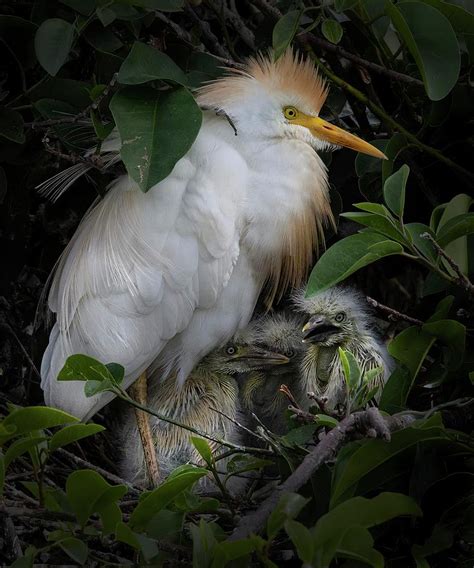 Cattle Egret With Chicks Photograph By Jerry Fornarotto Fine Art America