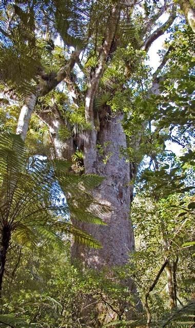 kauri podocarp broadleaved forest  zealand plant conservation network