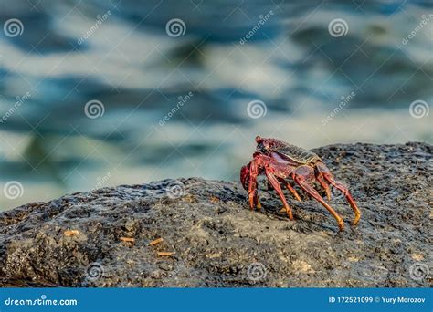 Selective Focus Red Rock Crab Grapsus Adscensionis Crawling On