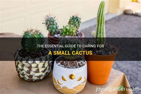 The Essential Guide To Caring For A Small Cactus Shuncy