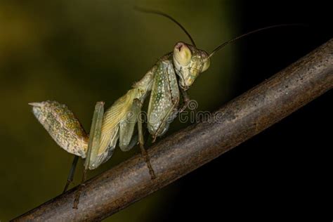 Acontistid Mantis Nymph Stock Photo Image Of Wildlife 255484418