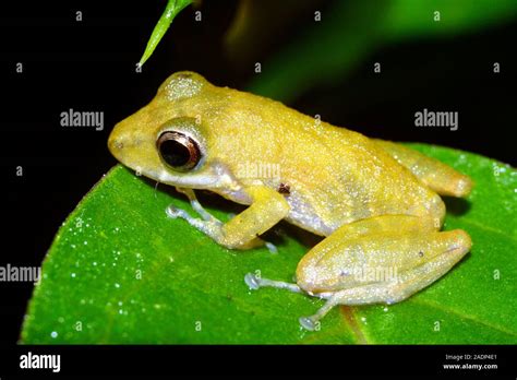 Rana Eleutherodactylus Eleutherodactylus Variabilis Esta Es Una De