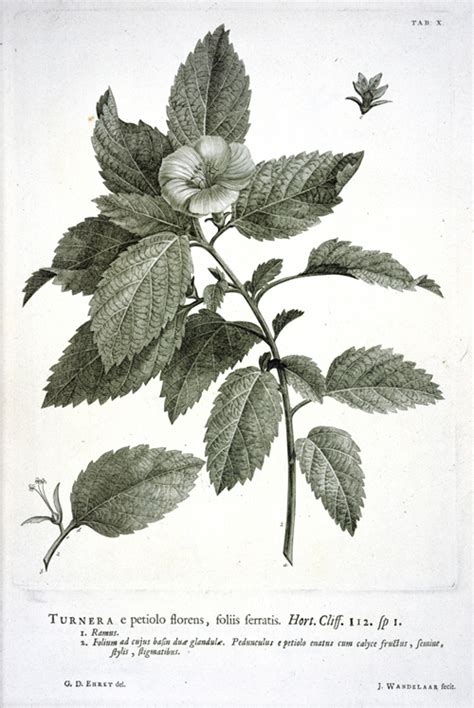 order  chaos linnaeus disposes linnaeus  linnaean system